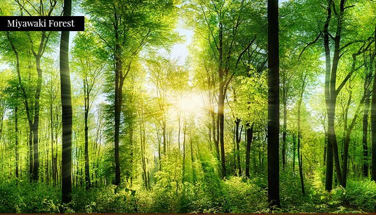 miyawaki-forest