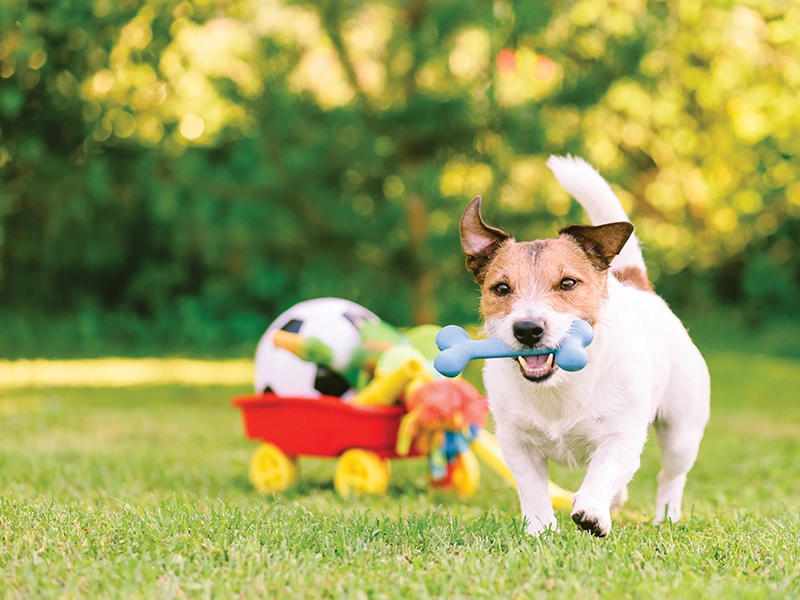 Pets Gardens